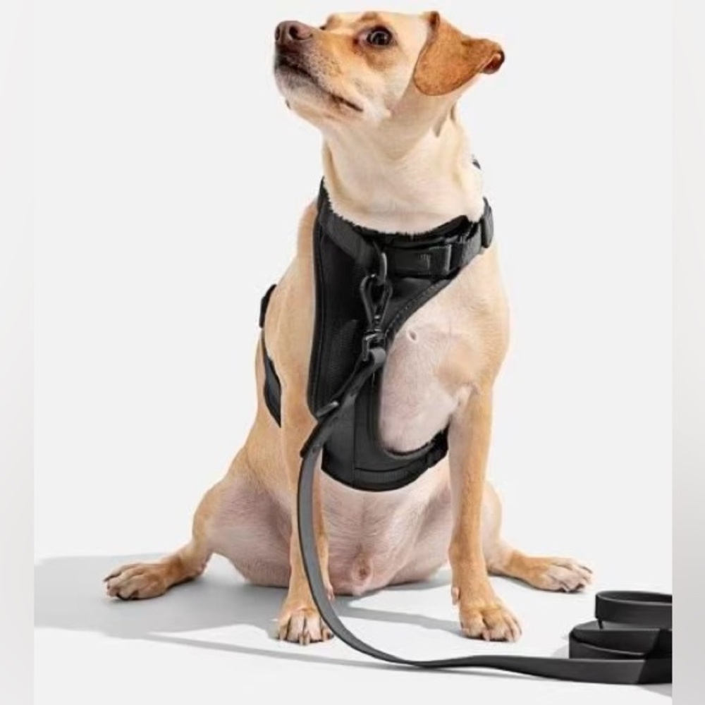Wild One Dog Harness and Leash Set - Black - size Medium & Standard